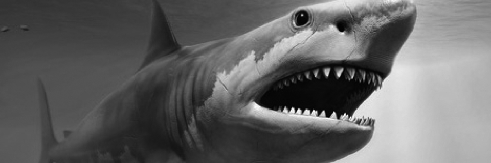 Harald Henkemeyer | Das Team der red sharks