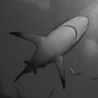 Jasmin Lederer | Das Team der red sharks