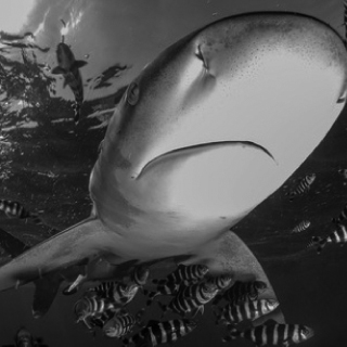 Thomas Lachenmeyer | Das Team der red sharks